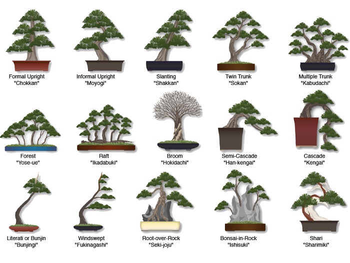 bonsai trees