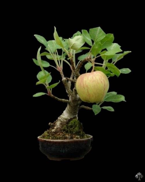 bonsai apple tree