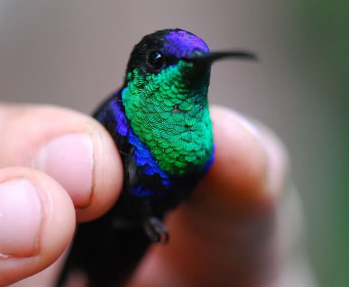 Violet-crowned woodnymph