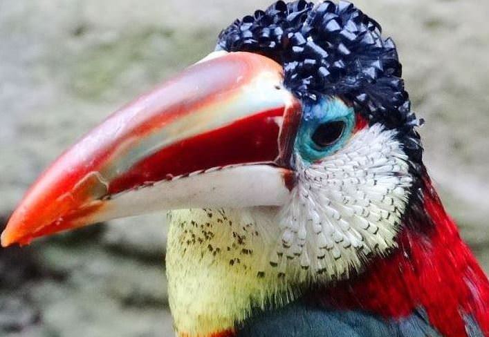 Curl-crested Aracari