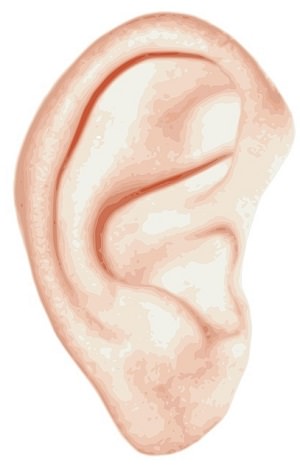 Ear 1