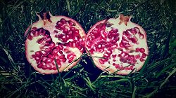 Pomegranate 3