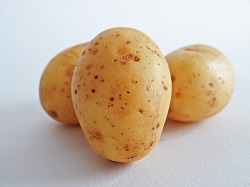 Potato