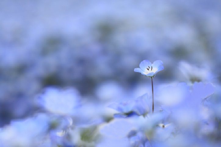 Blue flower close up