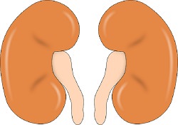 Kidneys Carton