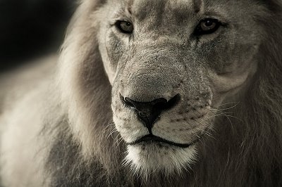 lion