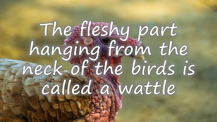 20 fascinating fowl facts on our gobbling pal, the turkey