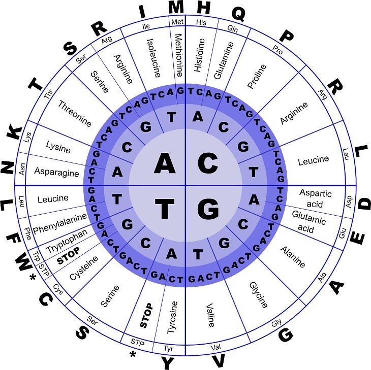 Glutamate, the brain, chemistry, hormones, science, mental health, depression, anxiety, stress, neurotransmitters