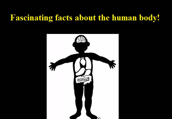 facts about the human body funny