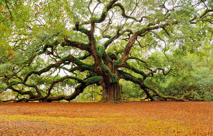 beautiful trees