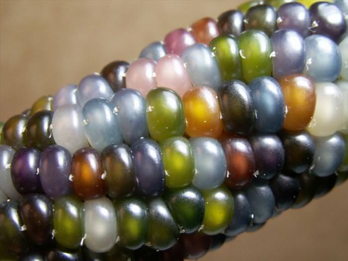 glass gem corn