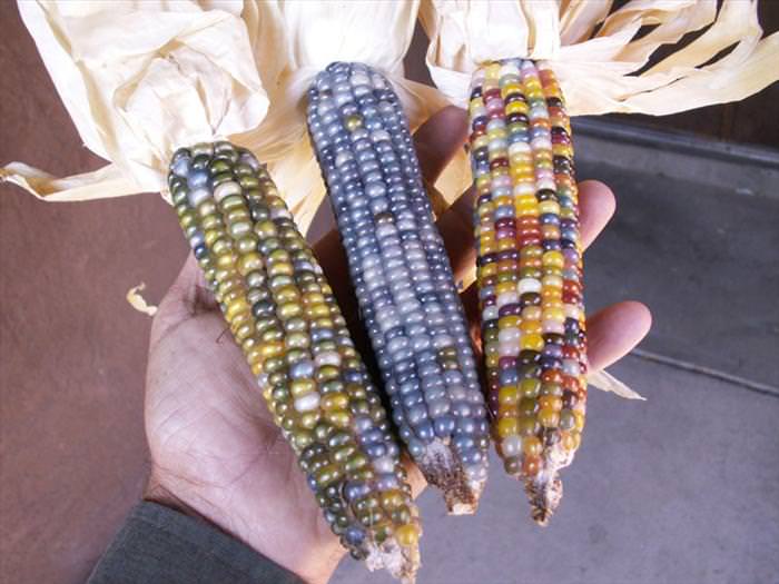 glass gem corn