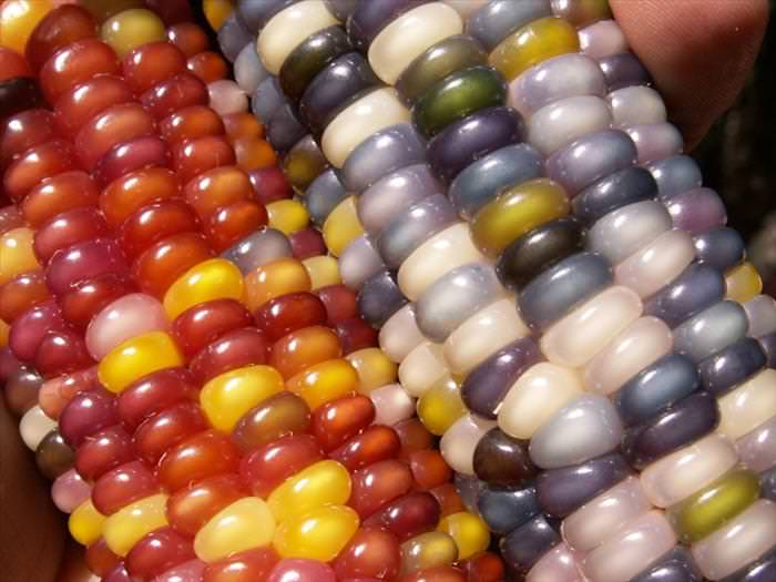 glass gem corn