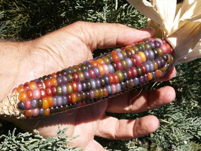 glass gem corn