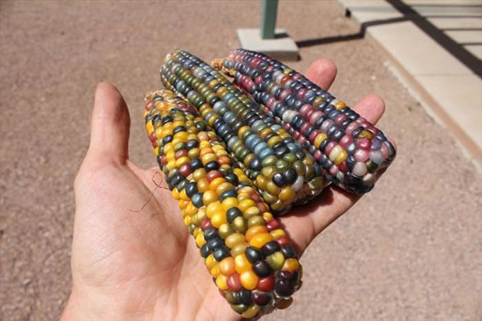 glass gem corn