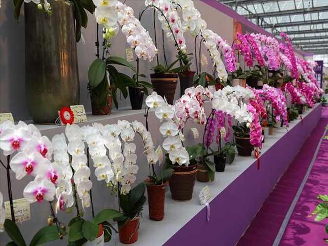 orchid festival