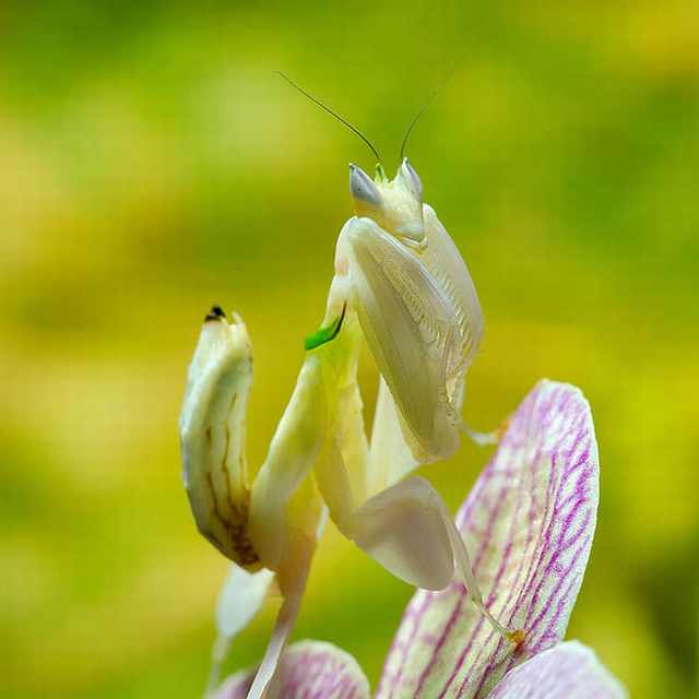 orchid mantis 6