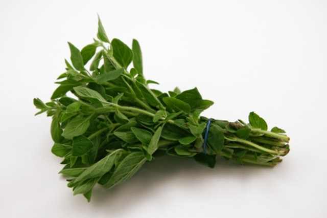 oregano