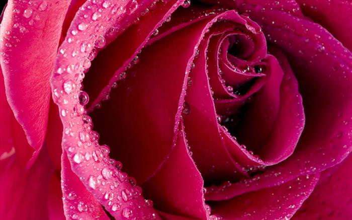 beautiful roses photos