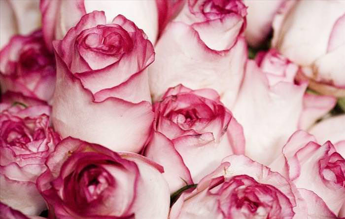 beautiful roses photos