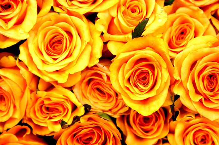 beautiful roses photos