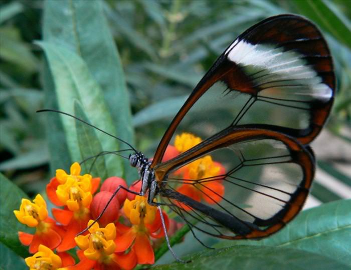 glass butterfly photos