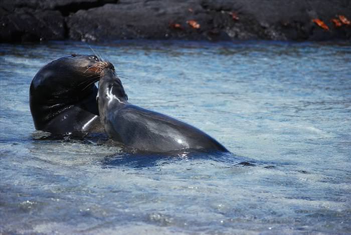 galapagos islands photos