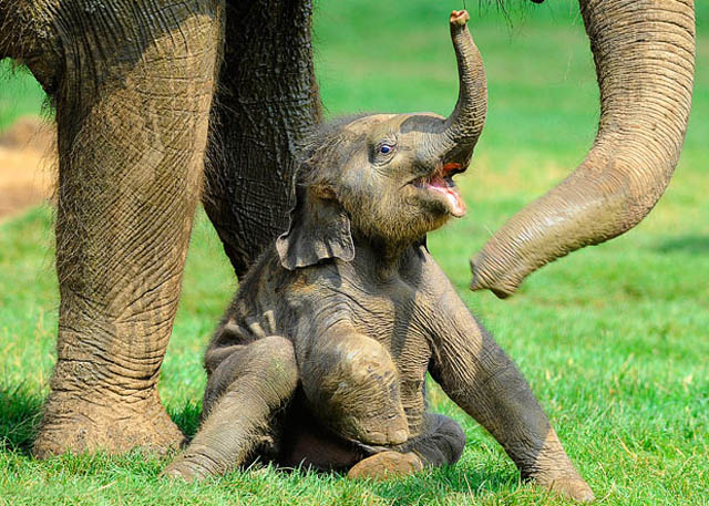 baby elephants