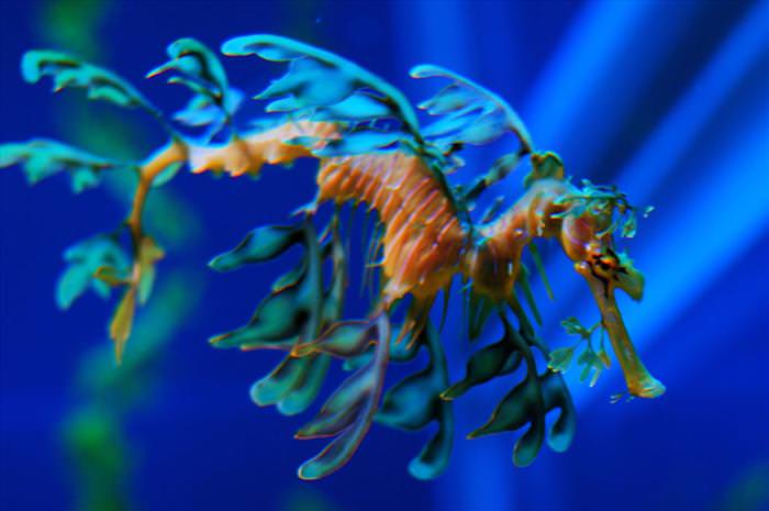 sea horses and sea dragons