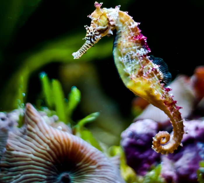 sea horses and sea dragons