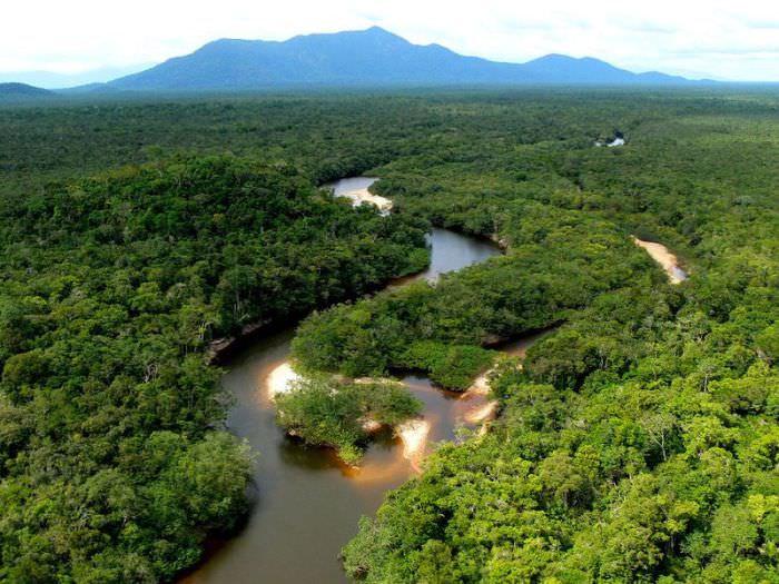 amazon forest