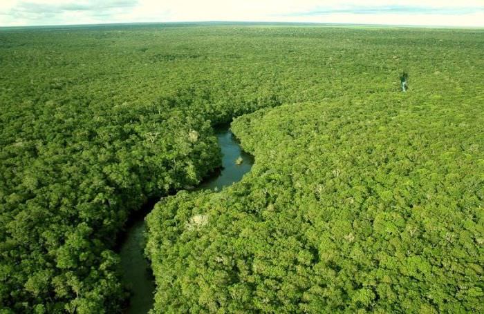 amazon forest