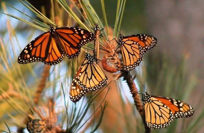 monarch butterfly