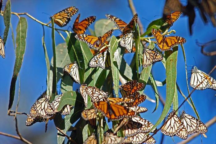 monarch butterfly