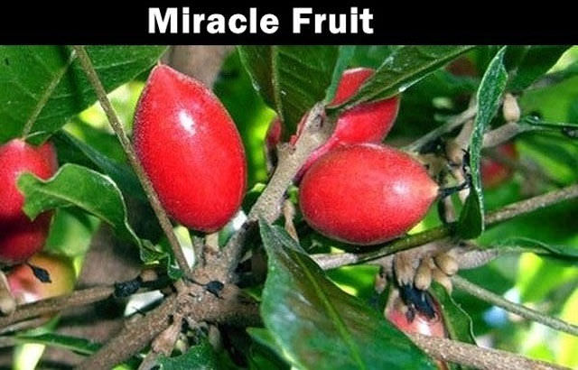 little known fruit