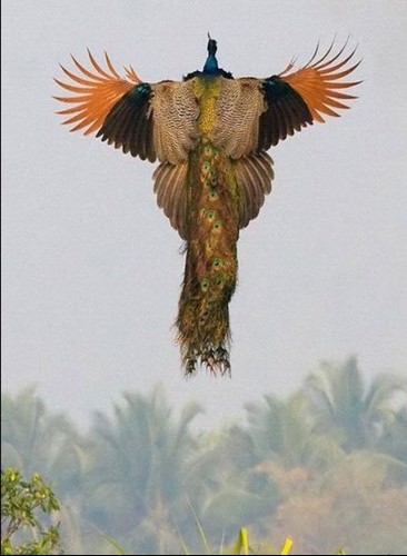 photo of peacock