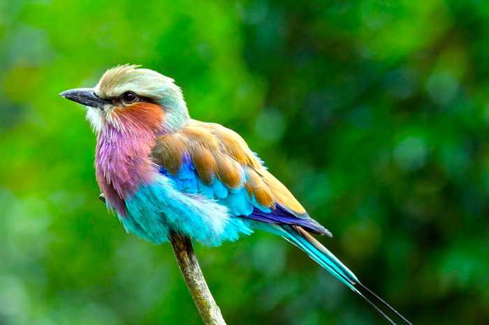 26 amazingly colorful animals | Design & Photography - BabaMail