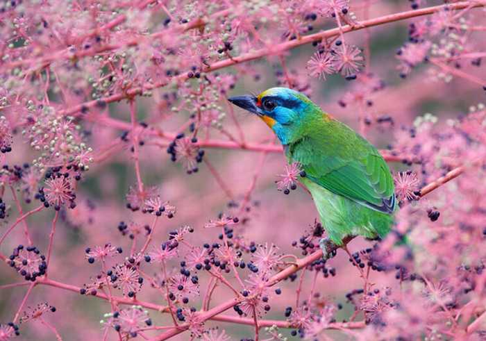The Beauty of Bird Photography by John & Fish