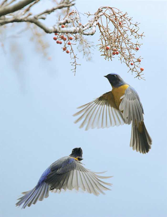 The Beauty of Bird Photography by John & Fish