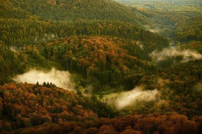 15 Amazing Forests from Around the World