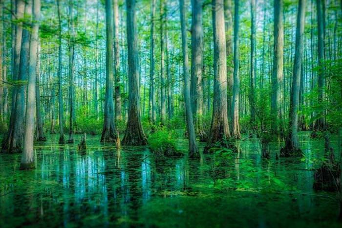 15 Amazing Forests from Around the World