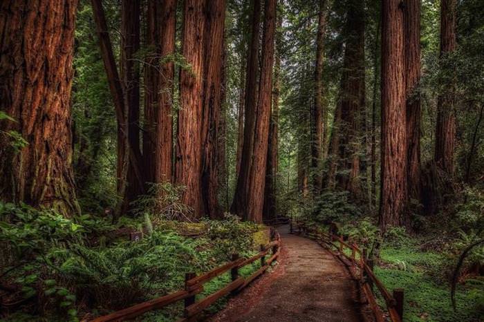 15 Amazing Forests from Around the World