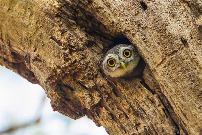 30 Amazing Owls