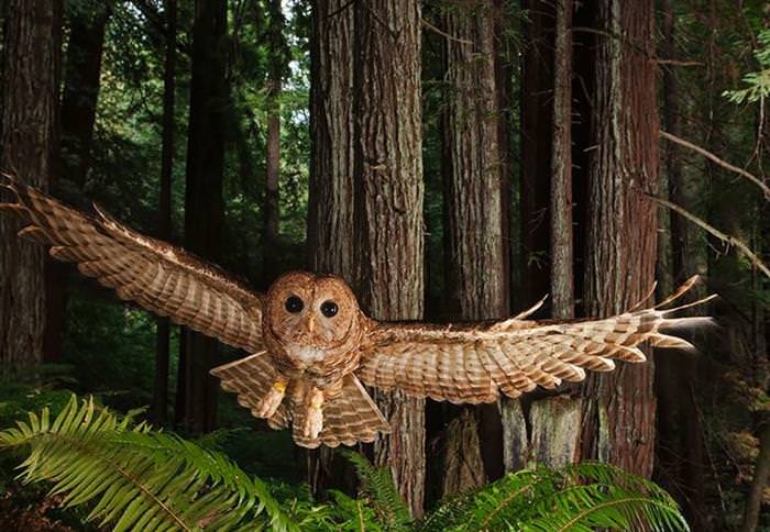 30 Amazing Owls