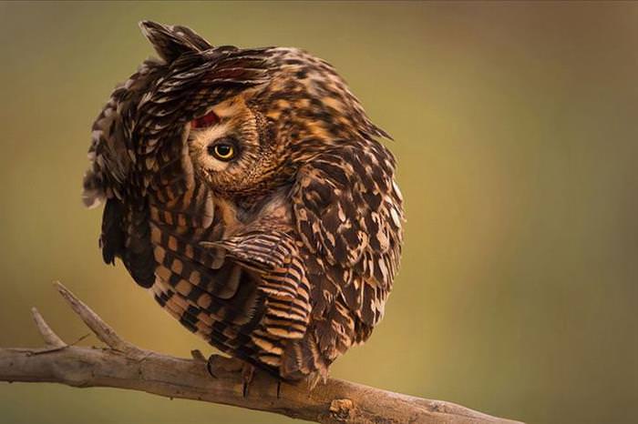 30 Amazing Owls