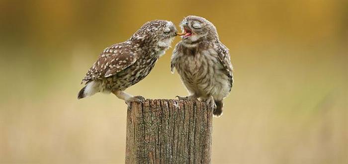 30 Amazing Owls