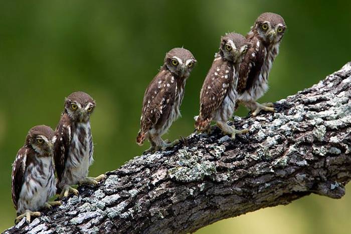 30 Amazing Owls