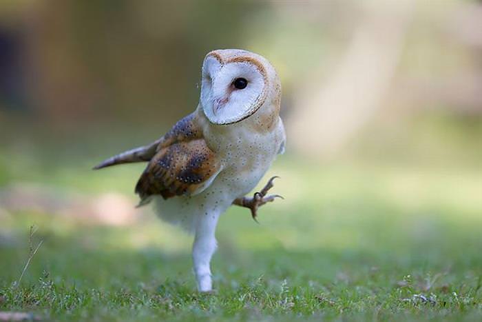 30 Amazing Owls