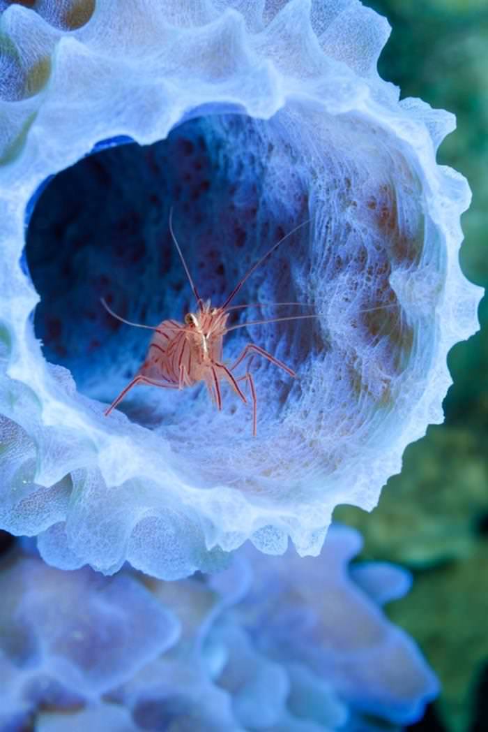 35 Entries from the National Geographic Photo of the Year Contest