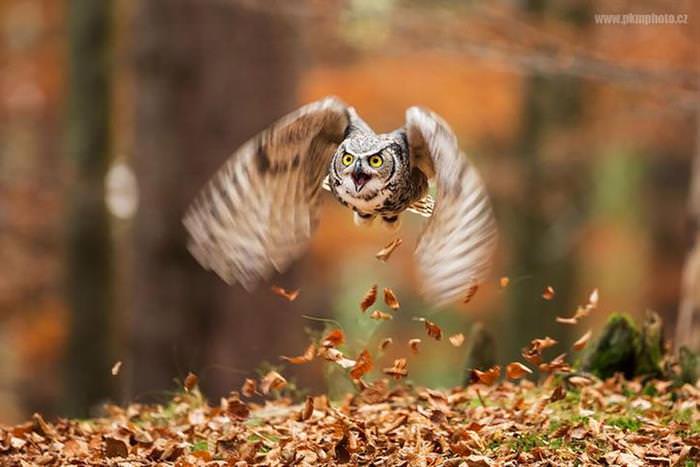 30 Amazing Owls